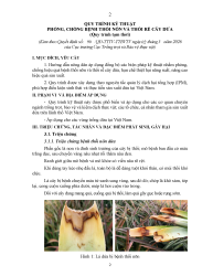 Quy trình kỹ thuật phòng, chống bệnh thối nõn và thối rễ cây dứa (Quy trình tạm thời).