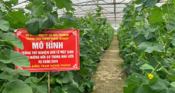 TRỒNG THỬ NGHIỆM DƯA LÊ MẬT GIÒN THEO HƯỚNG HỮU CƠ TRONG NHÀ LƯỚI VỤ XUÂN NĂM 2026