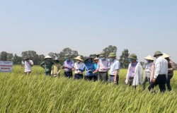 Đoàn tham quan, kiểm tra đánh giá mô hình sản xuất giống lúa Hương Thuần 8 siêu nguyên chủng