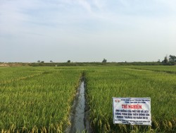 ẢNH HƯỞNG CỦA MẬT ĐỘ VÀ LIỀU LƯỢNG PHÂN BÓN TRÊN GIỐNG GIỐNG LÚA HƯƠNG THUẦN 8