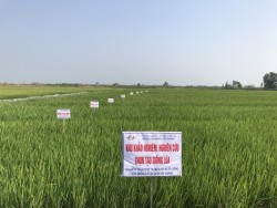 NGHIÊN CỨU, CHỌN TẠO GIỐNG LÚA MỚI THÍCH ỨNG VỚI BIẾN ĐỔI KHÍ HẬU