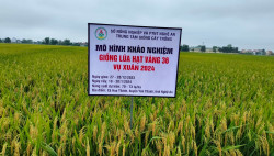 Giống lúa Hạt vàng 36 đạt năng suất cao tại các vùng sinh thái trên địa bàn tỉnh Nghệ An.