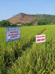 Sản xuất lúa hữu cơ – Hướng đi bền vững