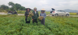 Xây dựng Mô hình sản xuất lạc theo hướng hữu cơ vụ Xuân năm 2024.