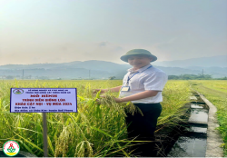 Trung tâm Giống cây trồng Nghệ An xây dựng mô hình sản xuất lúa hữu cơ Khâu cạy nọi vụ mùa 2024 tại huyện Kỳ Sơn và Quế Phong