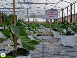 Trồng thử nghiệm giống ớt ngọt sweet palemo - Vụ thu đông 2024 tại Trung tâm giống cây trồng Nghệ An.