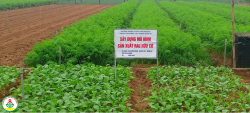 Xây dựng mô hình sản xuất rau hữu cơ tại Nghệ An.