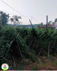 Trồng thử nghiệm giống cây dược liệu kim ngân hoa, hướng đi mới trong sản xuất nông nghiệp.