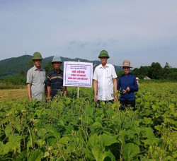 Trồng thử nghiệm thành công giống đậu xanh ĐX21 trên đất Tân Châu - Nghệ An