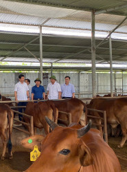 Sở Nông nghiệp và Môi trường kiểm tra tình hình chăn nuôi và một số mô hình chăn nuôi trên địa bàn tỉnh