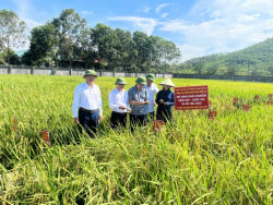 Hội thảo đánh giá các mô hình vụ hè thu năm 2025 tại Trung tâm giống Nông nghiệp