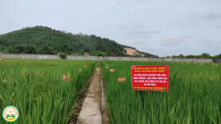 Khảo nghiệm hậu kiểm các giống lúa trong cơ cấu giống của tỉnh Nghệ An