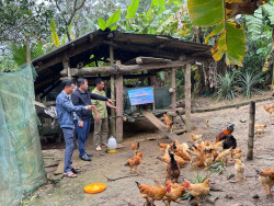 Chăn nuôi gà thương phẩm – Một trong những hướng đi để phát triển kinh tế nông hộ