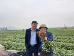 Xây dựng mô hình sản xuất lạc theo hướng hữu cơ vụ thu đông năm 2025