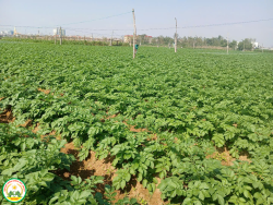 Trồng thử nghiệm thành công 2 giống khoai tây mới KT5 và KT7 tại xã Diễn Châu, tỉnh Nghệ An