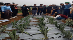 Tập huấn Kỹ thuật thâm canh cây dứa cho tổ chức, cá nhân thực hiện Chính sách hỗ trợ trồng Dứa năm 2026 trên địa bàn tỉnh Nghệ An