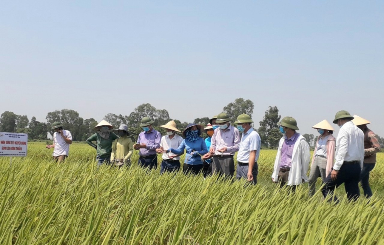 Đoàn tham quan, kiểm tra đánh giá mô hình sản xuất giống lúa Hương Thuần 8 siêu nguyên chủng