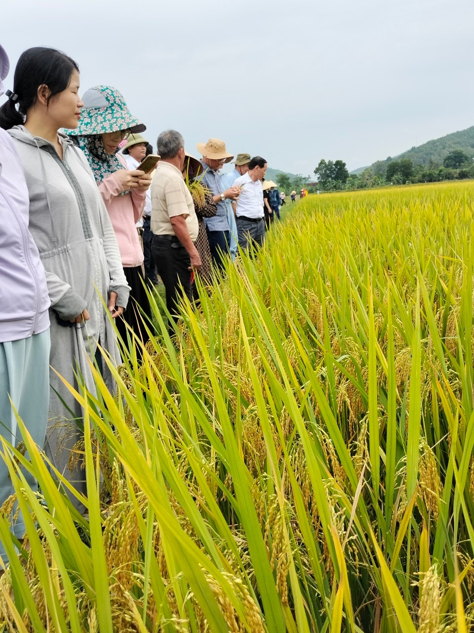 HỘI THẢO ĐẦU BỜ MÔ HÌNH SẢN XUẤT LÚA HỮU CƠ VỤ HÈ THU 2023 TẠI XÃ ĐÔ THÀNH HUYỆN YÊN THÀNH TỈNH NGHỆ AN