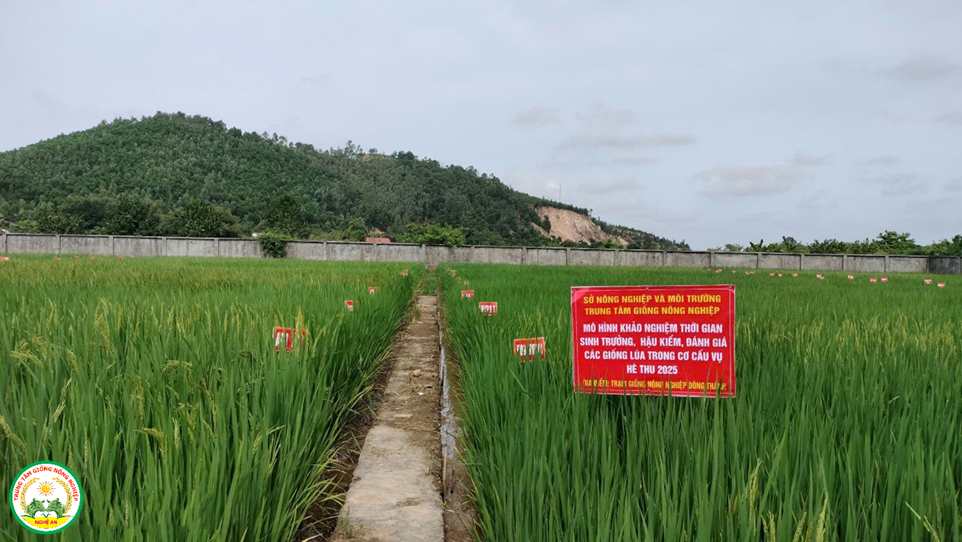 Khảo nghiệm hậu kiểm các giống lúa trong cơ cấu giống của tỉnh Nghệ An