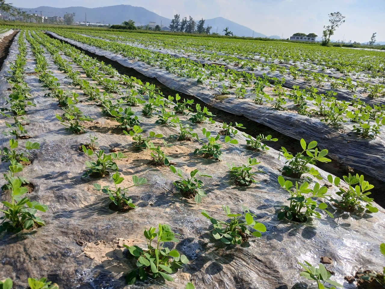 Khảo nghiệm sản xuất lạc vụ Đông - Triển vọng một mùa vụ bội thu