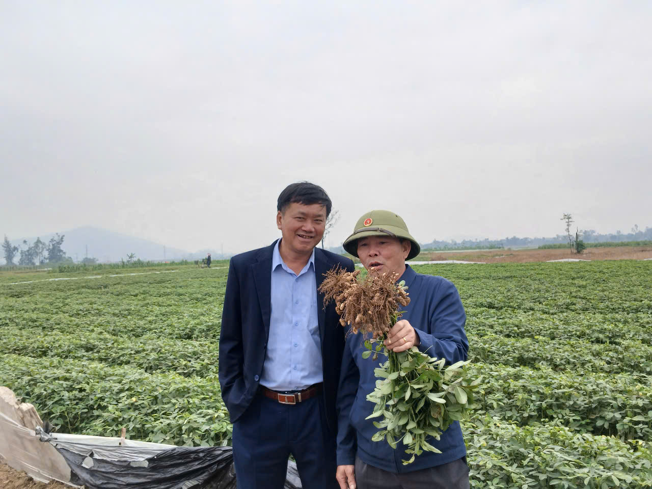 Xây dựng mô hình sản xuất lạc theo hướng hữu cơ vụ thu đông năm 2025