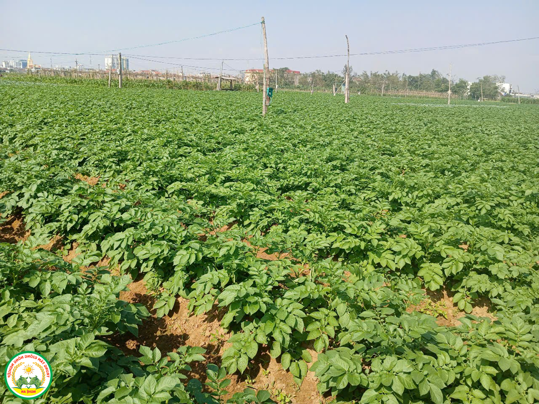 Trồng thử nghiệm thành công 2 giống khoai tây mới KT5 và KT7 tại xã Diễn Châu, tỉnh Nghệ An
