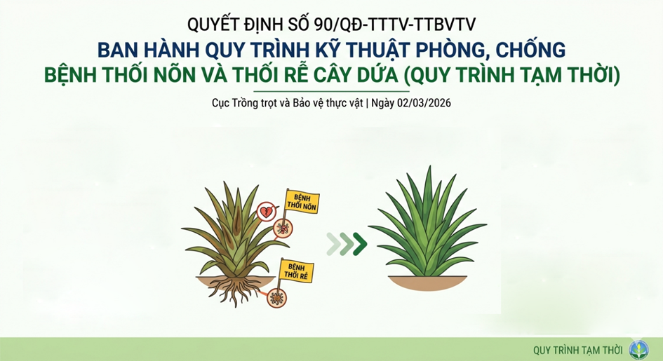 Ban hành Quy trình kỹ thuật phòng, chống bệnh thối nõn và thối rễ cây dứa (Quy trình tạm thời)