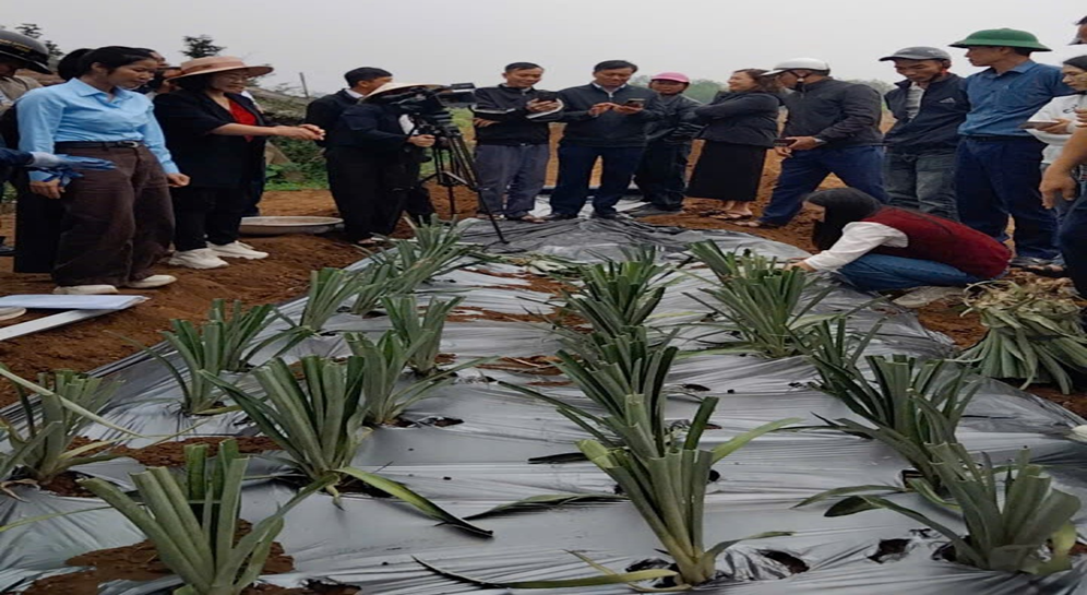 Tập huấn Kỹ thuật thâm canh cây dứa cho tổ chức, cá nhân thực hiện Chính sách hỗ trợ trồng Dứa năm 2026 trên địa bàn tỉnh Nghệ An