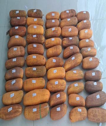 Phục tráng và phát triển giống dưa chuột gai địa phương