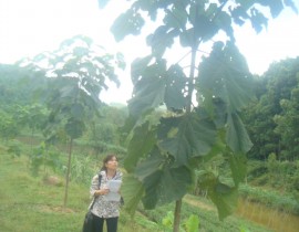 Can-bo-Trung-ta-m-kie-m-tra-ca-y-Ho-ng-tro-ng-thu-nghie-m-tai-huye-n-Anh-So-n.jpg