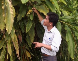 Kie-m-tra-mo-hinh-khoanh-nuo-i-xuc-tie-n-tai-sinh-ca-y-Bonbo-tai-xa-Ta-y-So-Ky-So-n.jpg