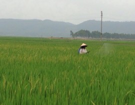 Phun-thuoc-phong-benh-lem-lep-han-dao-on-co-bong-cho-lua.jpg