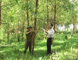 Ru-ng-K-N-Bach-dan-cao-san-NCM-do-Trung-ta-m-thu-c-hie-n-tai-huye-n-Anh-So-n.jpg