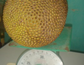 San-pha-m-thu-hoach-Mit-Chan-gai-cua-mo-hinh-Trung-ta-m-tai-Nghi-Hu-ng.jpg